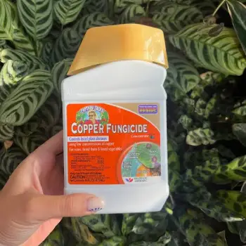 Bonide Copper Fungicide