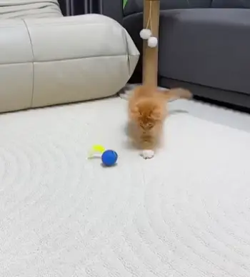 Speedy Tail 2.0 