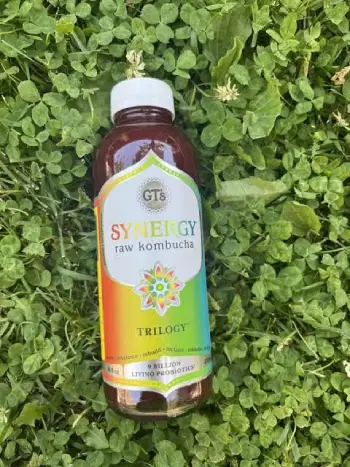Synergy Kombucha Tea