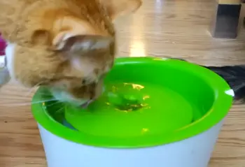 Catit Senses 2.0 Flower Fountain