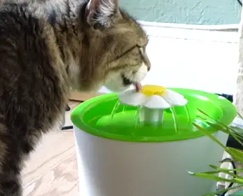 Catit Senses 2.0 Flower Fountain