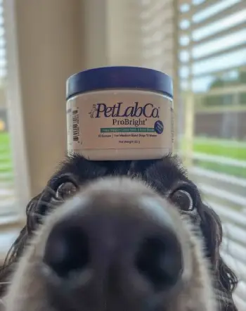 Pet Lab Dental Powder 