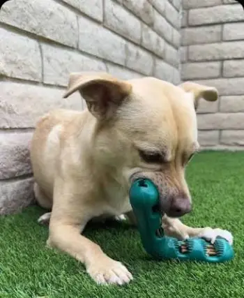 Woof Bite And Brush Reviews