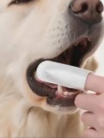 Petkin Fingertip Tooth Wipes 